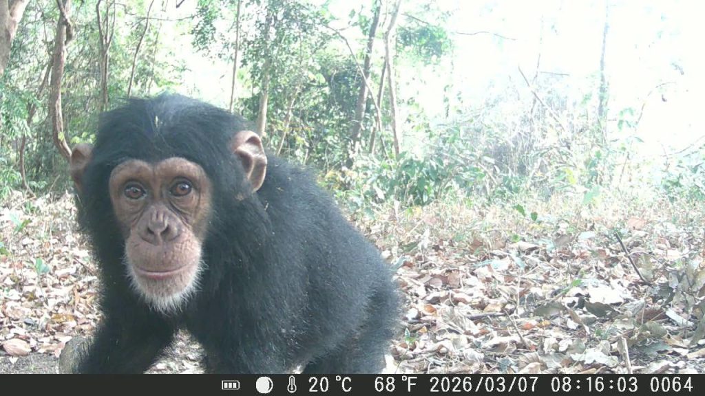 Protection de la biodiversité : l’Union européenne renforce son engagement en faveur des chimpanzés en Guinée